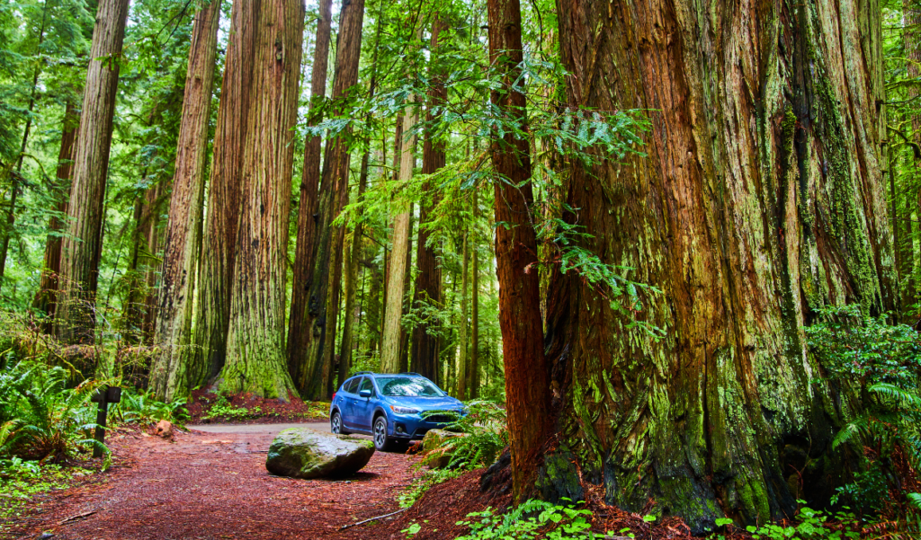 Subaru in the woods. Blue car. Giant trees.